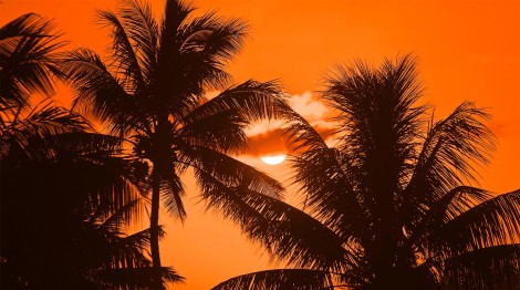 Palm-Tree-at-sunrise-night-web.jpg